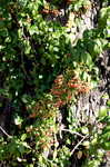 Climbing euonymus